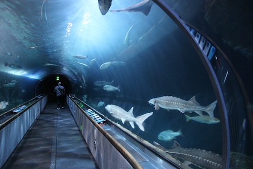 aquarium of the bay